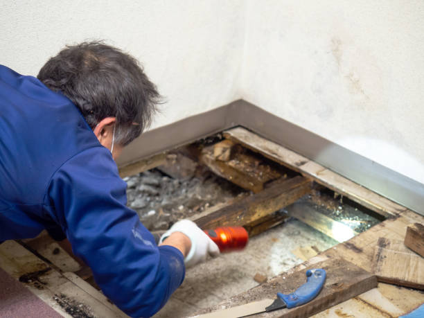 Best Residential Mold Removal  in Hazard, KY