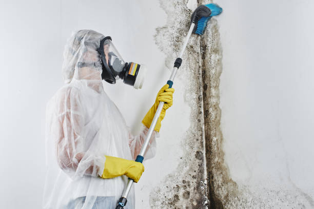 Best Best Mold Removal Companies  in Hazard, KY