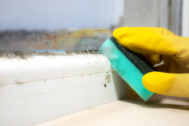 Best Home Mold Removal  in Hazard, KY