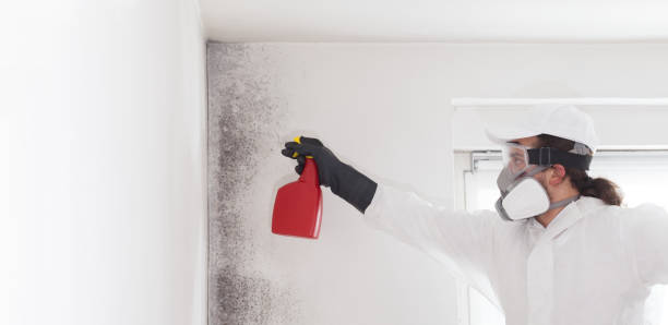 Best Local Mold Removal Service  in Hazard, KY