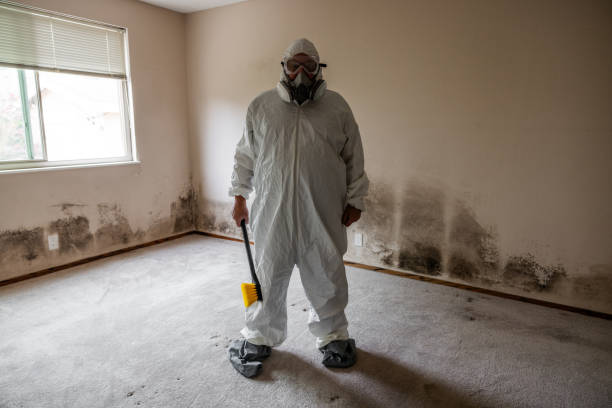 Best Attic Mold Removal  in Hazard, KY
